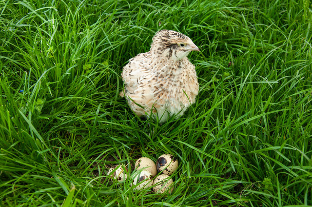 Beautiful quail bird on green grass. - Photo, Image