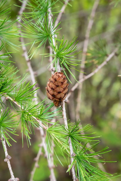 Larch trees with beautiful cones that hang beautifully during the autumn time in Swedish nature - Photo, Image