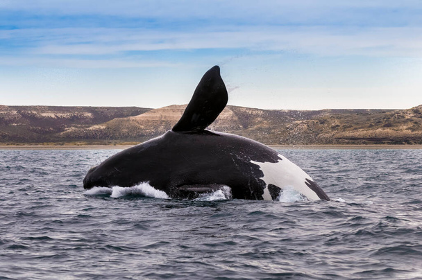 Sohutern prawo wieloryb skoków, zagrożonych gatunków, Patagonia, Arge - Zdjęcie, obraz