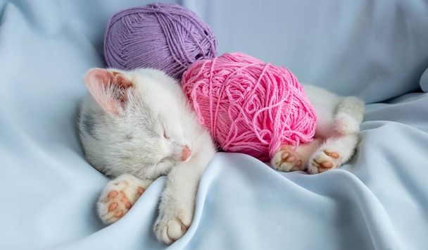 Un pequeño gatito blanco duerme con una bola de hilo lila. El gatito jugó y se quedó dormido. - Foto, imagen