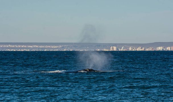 Whale on the surface with the  Puerto Madryn city in the backgro - Photo, Image