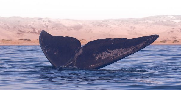 Ogon wieloryba z wody, Valdes półwysep, Patagonia, Argentyna. - Zdjęcie, obraz