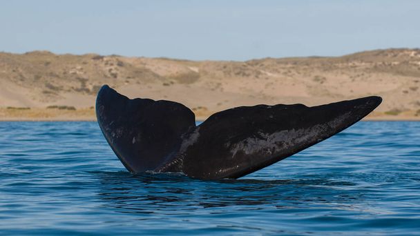 Cola de ballena fuera del agua, Peninsula valdes, Patagonia, Argentina. - Foto, Imagen