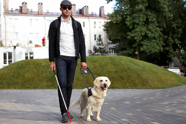 guide dog helping blind person with long cane walking in city - 写真・画像