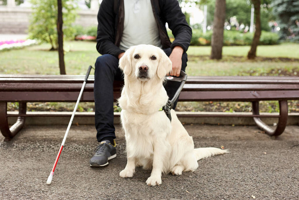 young sick man with helpful guide dog - Foto, Imagem