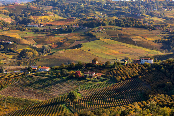 View from above on rural houses among beautiful autumnal vineyards in the hills in Piedmont, Northern Italy. - Photo, Image