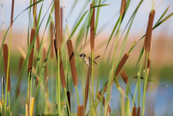 Příroda a pták. Zelené červené pozadí přírody. Knírkovaný bubák. - Fotografie, Obrázek