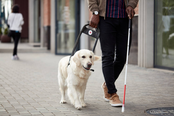 golden retriever helps a person to navigate in street - Foto, Bild
