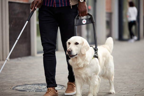 young blind man with stick and guide dog walking - Foto, Imagem