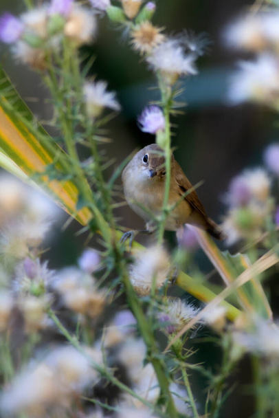 Cute little bird. Eurasian Reed Warbler. Green nature background. - Photo, Image