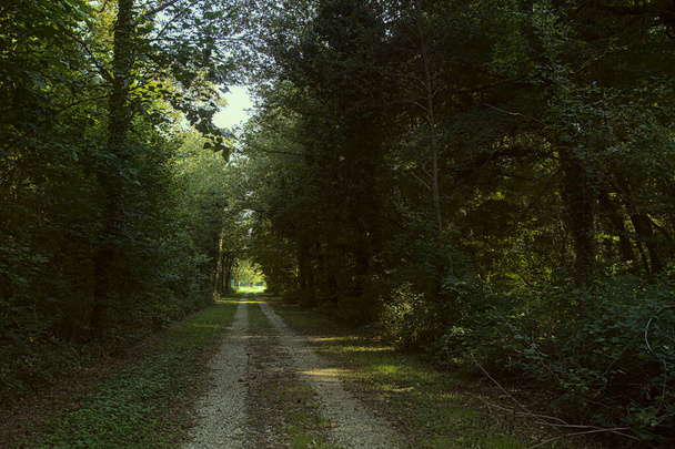 Sentiero ombreggiato in un bosco immerso nel verde a fine estate - Foto, immagini