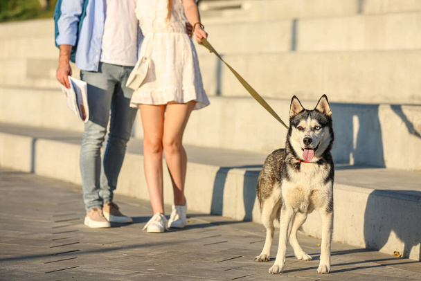 Pareja joven con lindo Husky perro al aire libre - Foto, Imagen