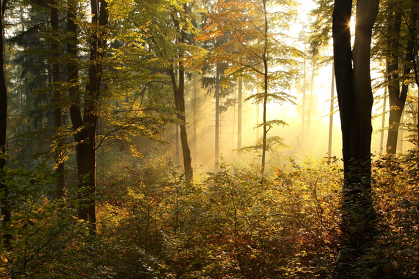 Pintoresco bosque otoñal al amanecer
 - Foto, Imagen