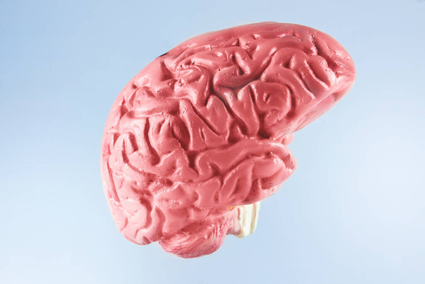 The human brain with bright background - Photo, Image