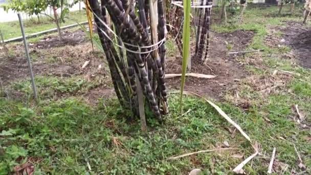 images de la ferme de culture de la canne à sucre pourpre - Séquence, vidéo