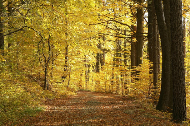 Path in beautiful autumn forest - Photo, image