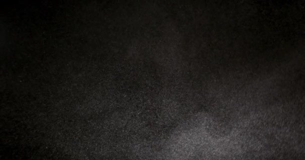 Κόνις απομονωμένη σε μαύρο φόντο - Πλάνα, βίντεο