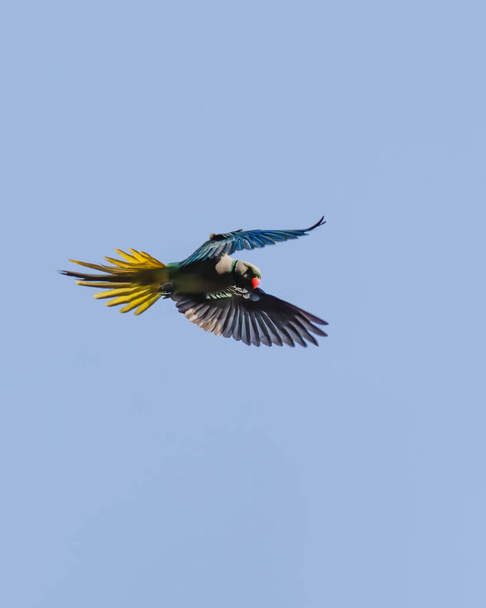 Une jolie perruche à ailes bleues (Psittacula columboides), avec sa queue et ses ailes écartées lors du décollage. - Photo, image