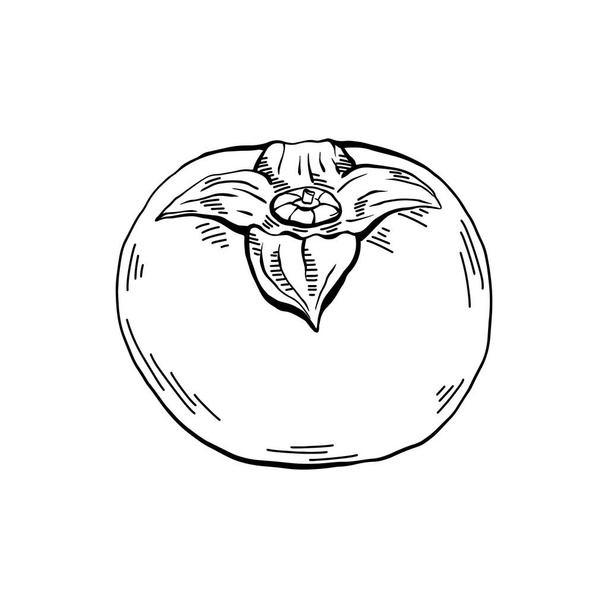 Hand-drawn persimmon sketch with hatching. Outline ripe fruit separately from the background. Useful tasty sweet. Vector contour object for menus, recipes and your creativity. - Wektor, obraz