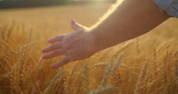 Primer plano en cámara lenta un agricultor macho toca un cepillo de trigo en un campo al sol  - Metraje, vídeo