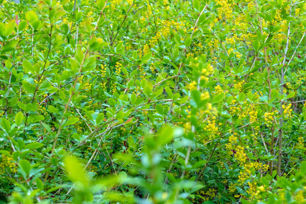 Background blooming yellow flowers green shrub. Texture effect, selective focus. - Photo, Image