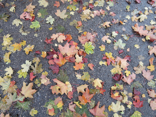 Sárga és vörös levelek hevernek az úton. Juharfalevelek az aszfalton. Őszi levél hullik. Juharfalevelek repültek le a fákról. Lehullott levelek az esőben - Fotó, kép