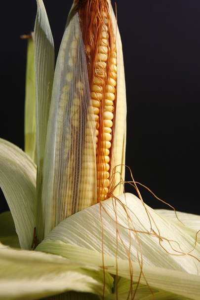 corn on the cob - Fotoğraf, Görsel