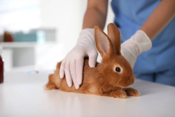 Klinikte tavşanı muayene eden profesyonel veteriner, yakın plan. - Fotoğraf, Görsel