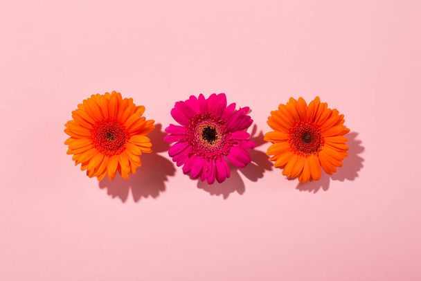 Beautiful orange flowers gerbera daisy on paper pink background. Minimal flowers concept in hard light with shadows. Abstract backdrop. Top view, flat lay. - Valokuva, kuva