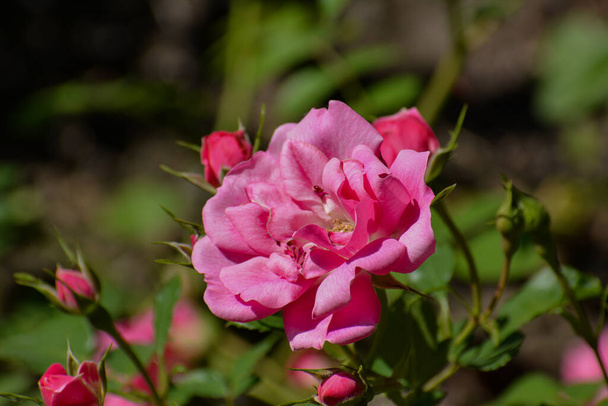 Роза с именем Bad Wrishofen имеет открытый розовый цвет. На заднем плане можно увидеть несколько закрытых цветов. - Фото, изображение