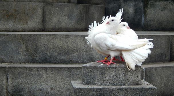 zwei schöne weiße Tauben sitzen nebeneinander auf einem Felsen - Foto, Bild