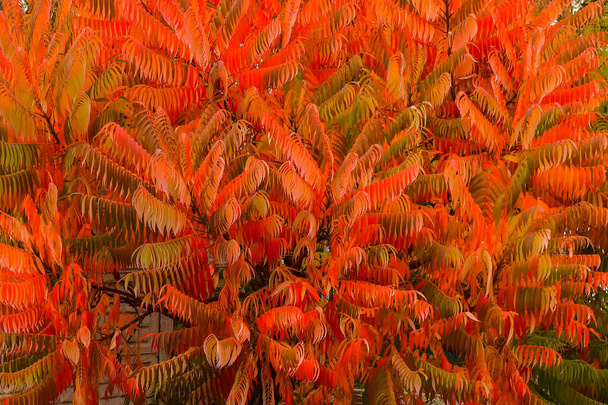 Φθινόπωρο, φύλλα, φόντο, κόκκινο, υφή - Φωτογραφία, εικόνα