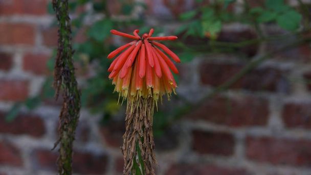 Single kniphofia in autumn showing detail having shed petals - Photo, Image