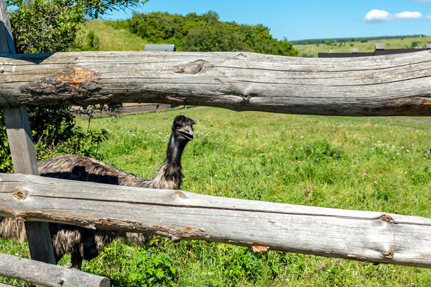 Страус за деревянным забором в природном парке. - Фото, изображение