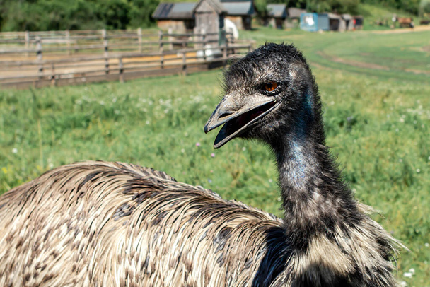 Close up of ostrich in nature park. - Foto, Imagem