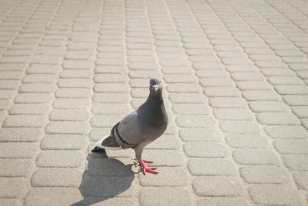 One blue dove on the cobblestones looks into the frame - Фото, изображение