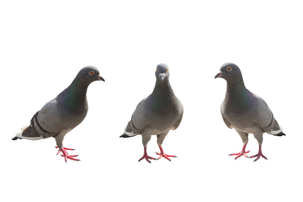 Taube und Taube auf weißem Hintergrund. Drei graue Tauben schauen in einen Rahmen auf weißem Hintergrund. Tapete oder Muster - Foto, Bild
