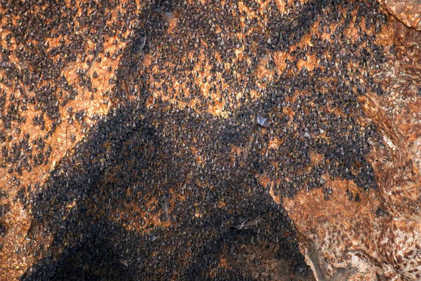 Colonia di pipistrelli appesi al soffitto di una grotta. Goa Bangkang Prabu, Lombok, Indonesia. - Foto, immagini