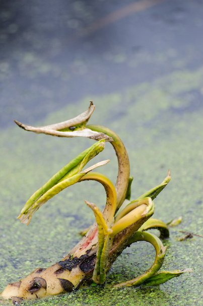 onontwikkelde water lily - Foto, afbeelding