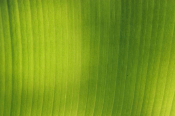 fresh green Leaf texture background of banana - Fotoğraf, Görsel