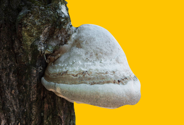 Mushroom parasite on a tree, tinder fungus on an isolated background - Photo, Image