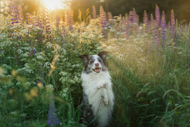 dog in lupine. Marble border collie in nature. Lovely pet in flowers. - Foto, imagen