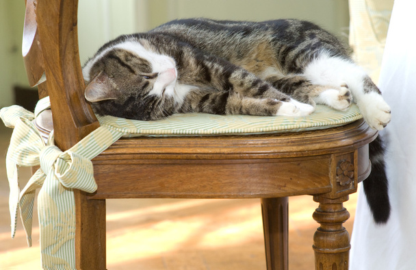 Schlafende Katze auf einem Stuhl - Foto, Bild