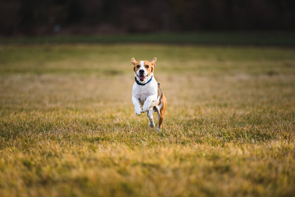 Dog Beagle corriendo y saltando con la lengua hacia fuera a través del campo de hierba verde en un resorte - Foto, Imagen