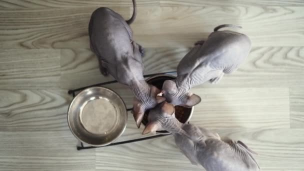 A flock of bald sphinxes eat food in a bowl. View from above. - Footage, Video