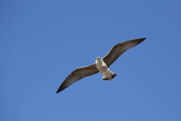 Чайка в низком уровне полета против голубого неба. - Фото, изображение