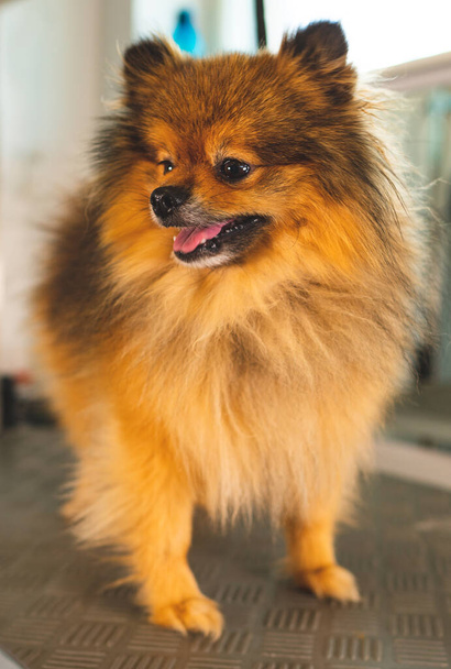 Portrait of Pomeranian dog in grooming salon. - Fotoğraf, Görsel
