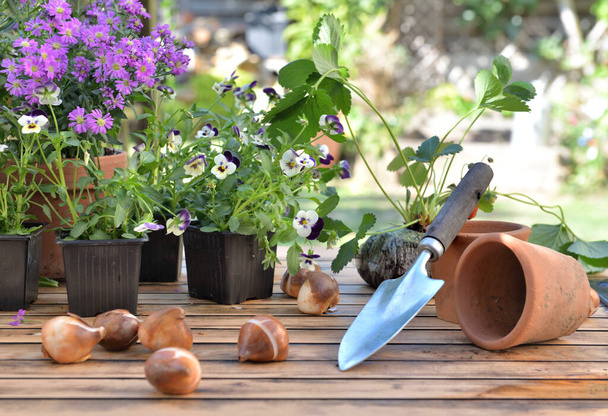 bulbos de flores en una mesa de jardín frente a macetas de flores y fresas  - Foto, imagen