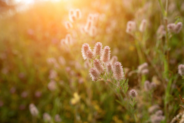 Lóhere trifólium arvense a naplementében. Bokeh, elmosódott. A lóherevirágokat a népgyógyászatban használják.. - Fotó, kép