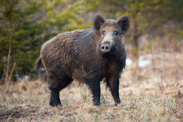Wild boar standing on meadow in wintertime nature. - Foto, imagen